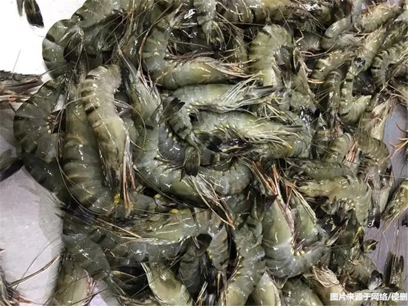 緬甸冷凍黑虎蝦進(jìn)口報關(guān)流程